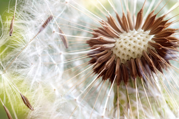 Fotobehang Paardenbloem Paardenbloem zaden van heel dichtbij  © Brian Jackson