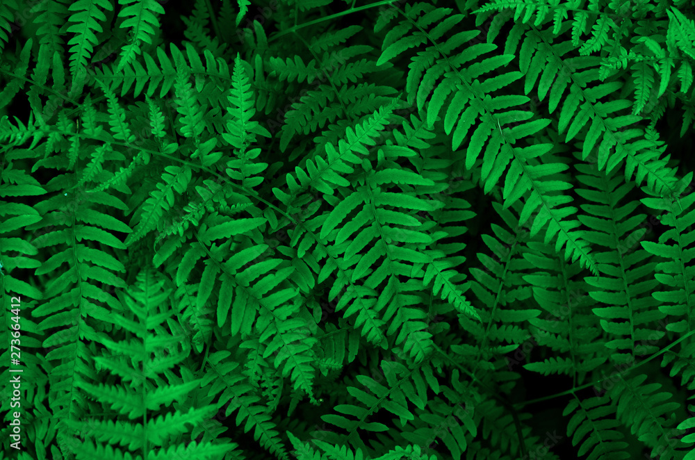 Background with green ferns. Forest texture