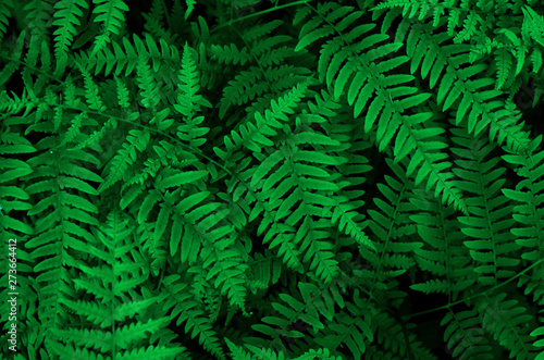 Background with green ferns. Forest texture