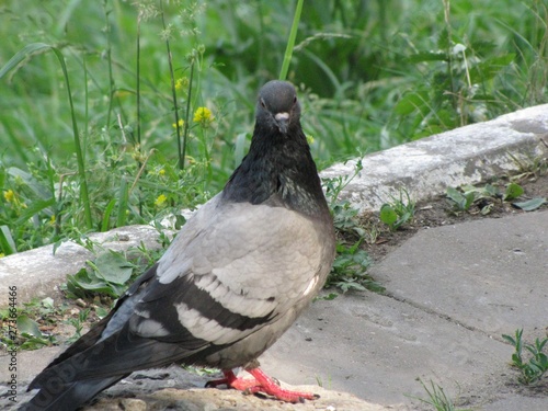 pigeon in the park