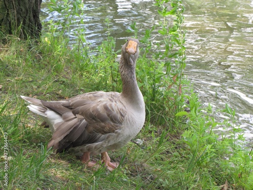 goose on the grass