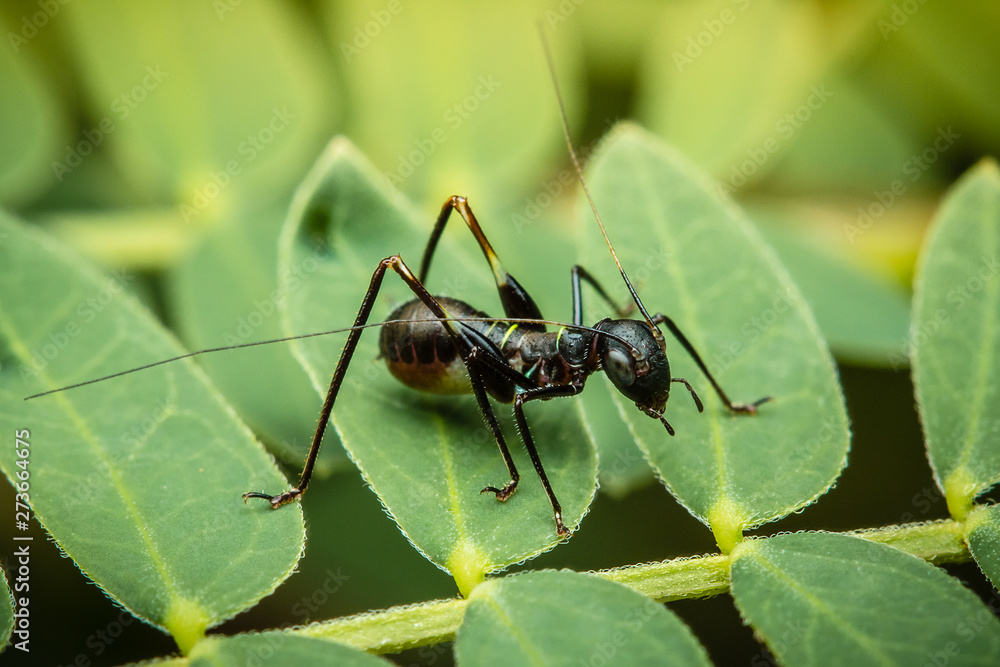 ant on leaf ant on leaf