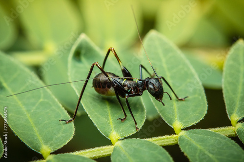 ant on leaf © Sanya