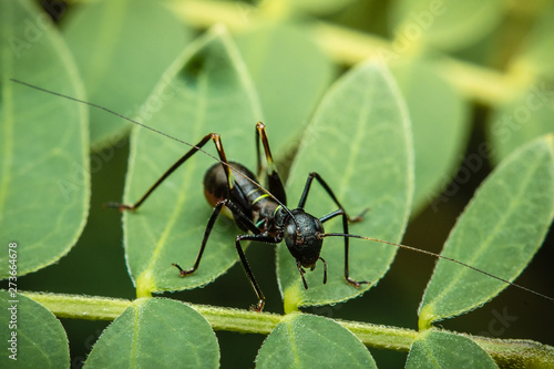 ant on a leaf © Sanya