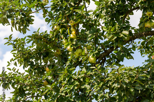 Äpfel auf einem altem Streuobstbaum