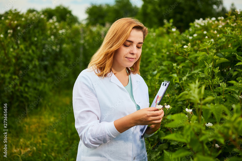 Woman scientist working in fruit garden. Biologist inspector examines blackberry bushes Woman scientist working in fruit garden. Biologist inspector examines blackberry bushes