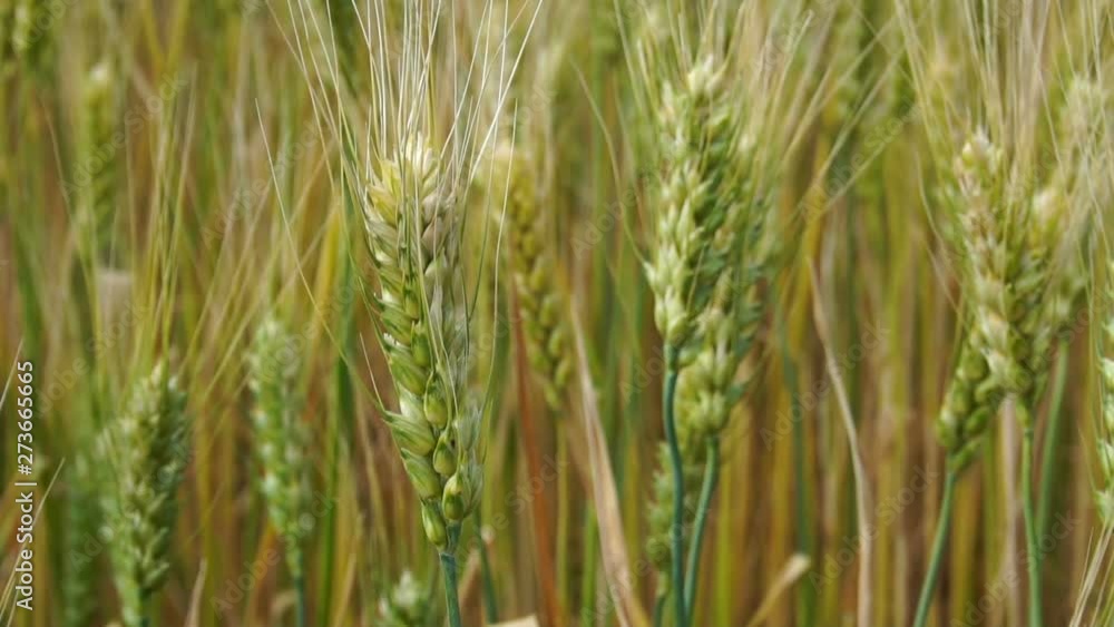 a field of wheat slowly sways in the wind. warm summer day a field of wheat slowly sways in the wind. warm summer day