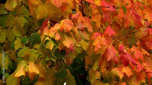 The beautiful colors of leaves and trees in Autumn photo