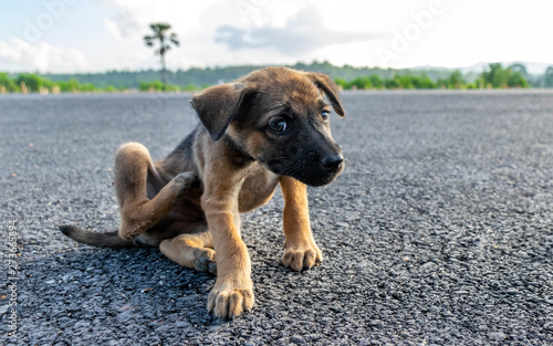 Fototapeta Naklejka Na Ścianę i Meble -  Dirty homeless brown puppies