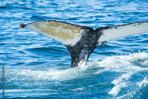 Detail of humpback fin tail, Iceland