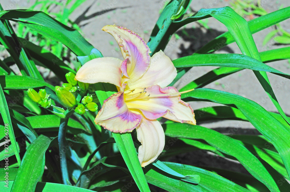 Obraz premium Flower white-purple lilies on the background of green leaves of lilies