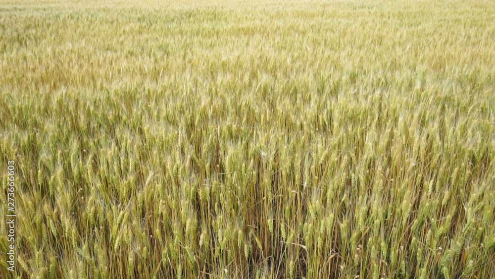 field of wheat slowly sways in the wind. warm summer day field of wheat slowly sways in the wind. warm summer day