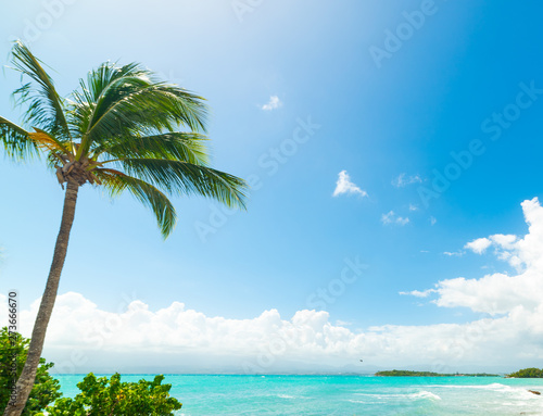 Palm trees and blue sea in Bas du Fort beach in Guadeloupe