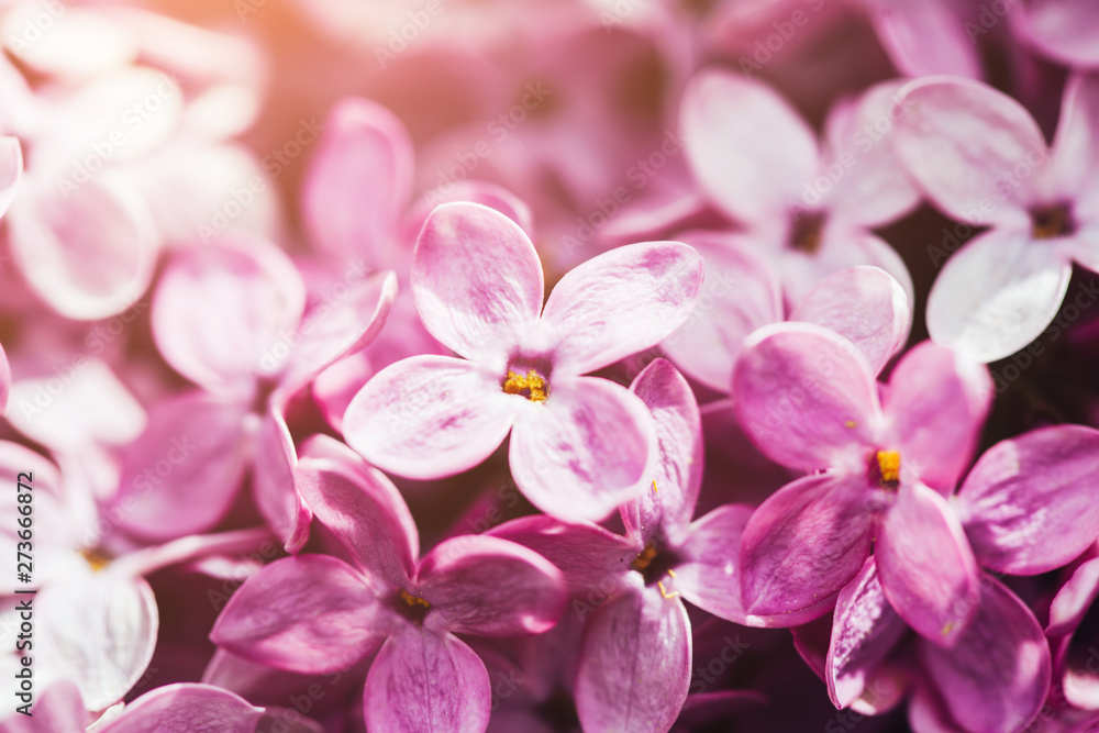 Macro lilac flowers background. Copyspace for text. Spring concept. Macro lilac flowers background. Copyspace for text. Spring concept.