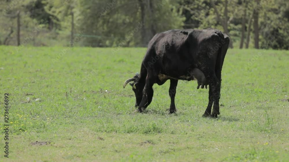 Black Cow Grazing in the Meadow Black Cow Grazing in the Meadow