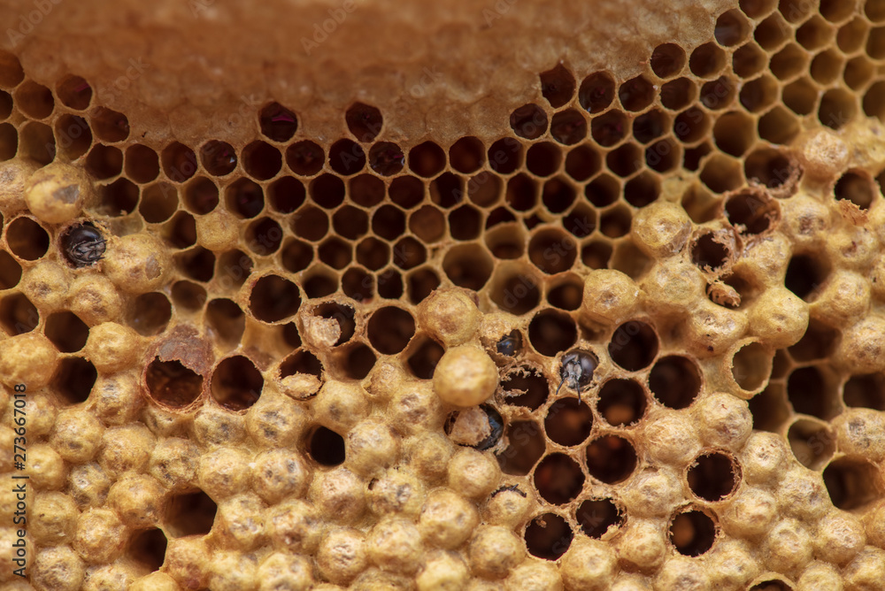Wild honeycomb with the larvae of the bees and nectar of bee food. Wild honeycomb with the larvae of the bees and nectar of bee food.