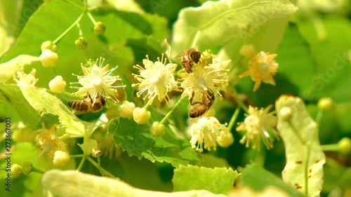 Detail of honey bees on linden flowers. Apis Mellifera Carnica. Slovenia. Flat plane photo