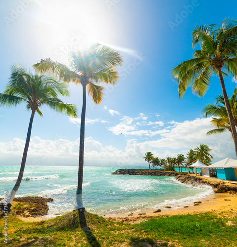 Fototapeta Naklejka Na Ścianę i Meble -  Palm trees in Bas du Fort beach in Guadeloupe