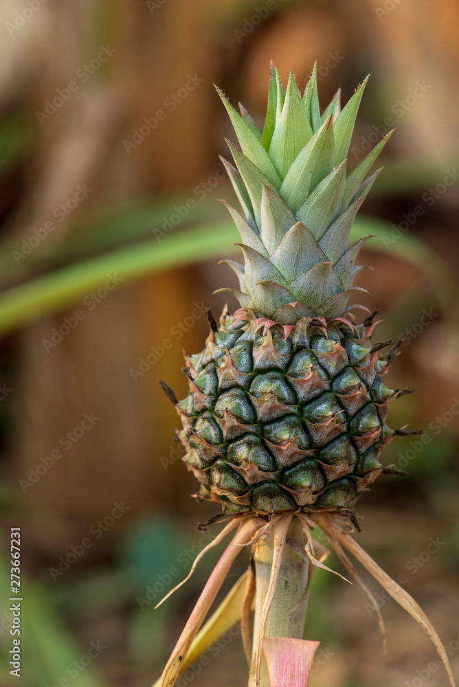 mini pineapple In the garden backyard. mini pineapple In the garden backyard.