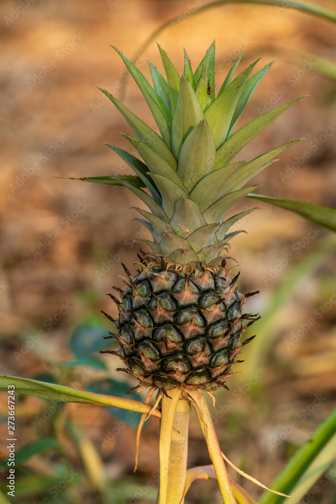 mini pineapple In the garden backyard. mini pineapple In the garden backyard.