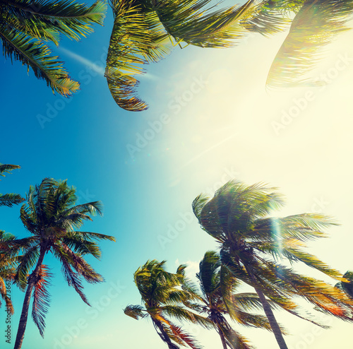 Palm trees under a shining sun in Key West © Gabriele Maltinti