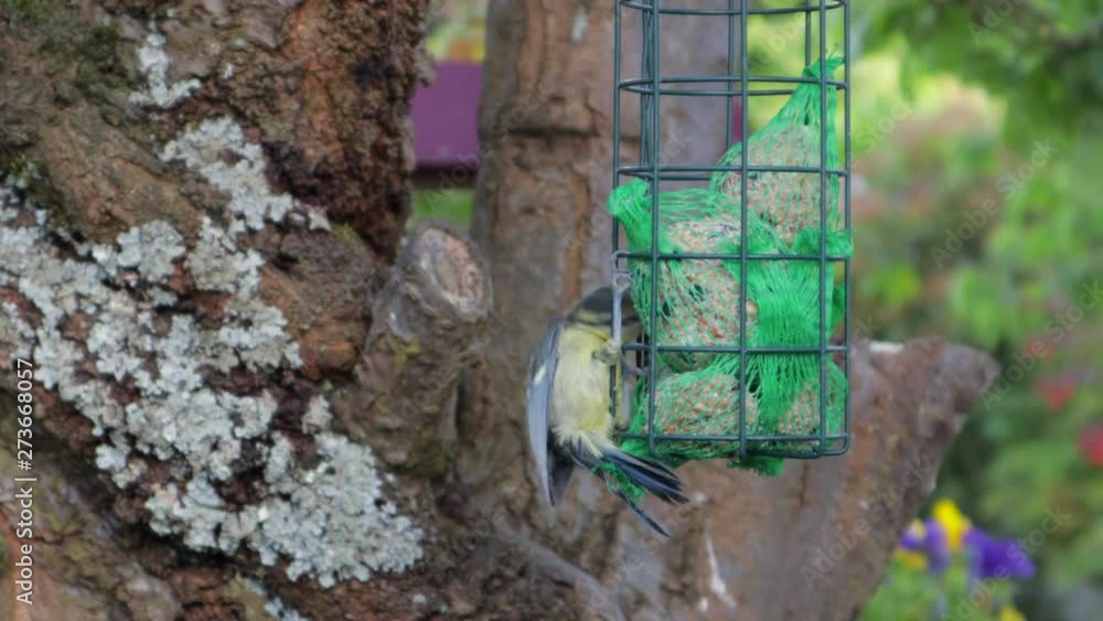 Gentle yellow and grey tit bird sitting on bird feeder with fat-ball inside, handheld still during daytime Gentle yellow and grey tit bird sitting on bird feeder with fat-ball inside, handheld still during daytime