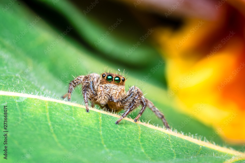 Fototapeta premium jumping spider on green leaf