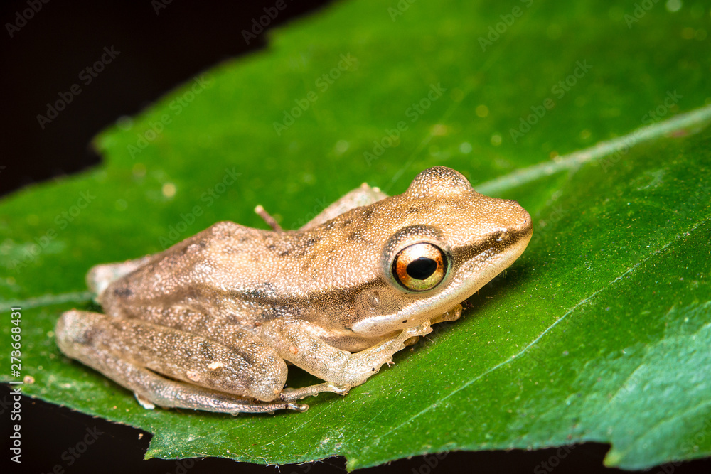 Obraz premium green tree frog