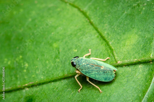 bug on a green leaf