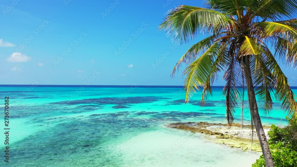 clip of a palm tree and a small beach with the background of the amazing turquoise waters of the Caribbeans clip of a palm tree and a small beach with the background of the amazing turquoise waters of the Caribbeans