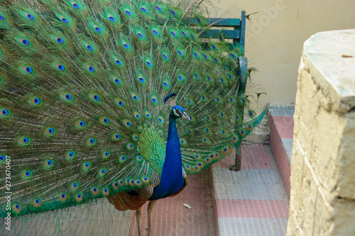 Indian Male Peacock Full Feather at Himalayan Bird Park, Shimla, India