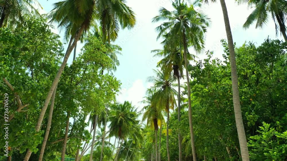 Looking tilted up a avenues of palm trees in a plam forest. On an island in the Maldives Steady, dolly in, wide angle.