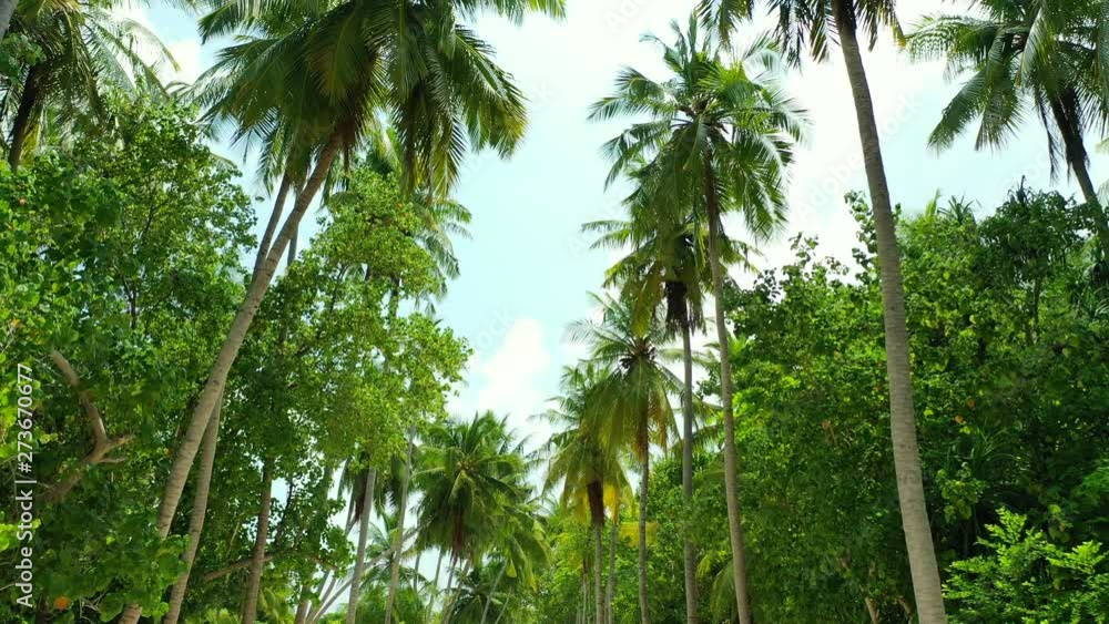 dolly out shot of Arecaceae forest with coconut palm trees and other perennial plants dolly out shot of Arecaceae forest with coconut palm trees and other perennial plants