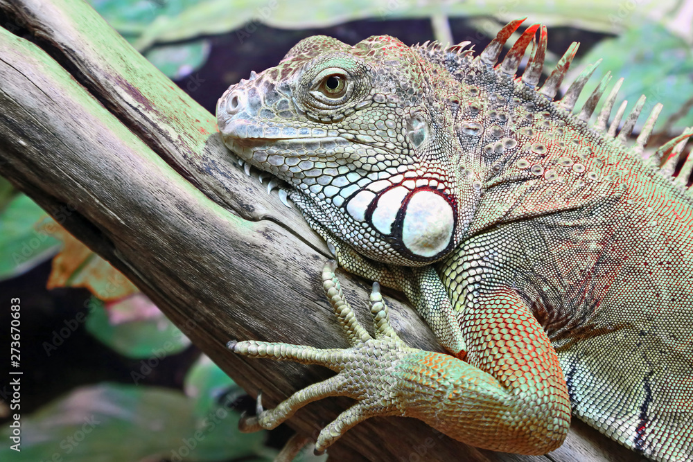 Fototapeta premium portrait of green iguana closeup. wildlife.