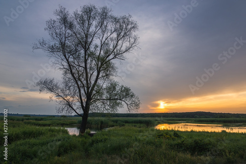 Lonely tree over the backwaters Pilica river near Sulejow, Lodzkie, Poland