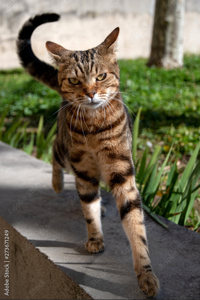 Fototapeta premium Chat en colère