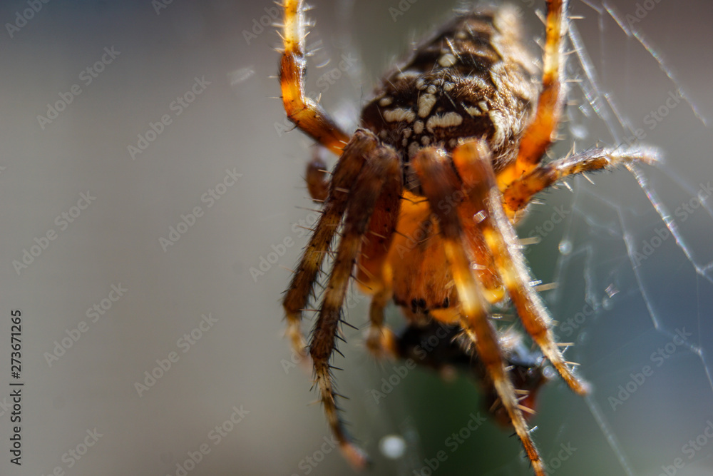 Spinne Spinne