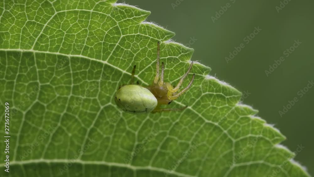 Spider sits on a green herb leaf. Macro shoot. Spider sits on a green herb leaf. Macro shoot.