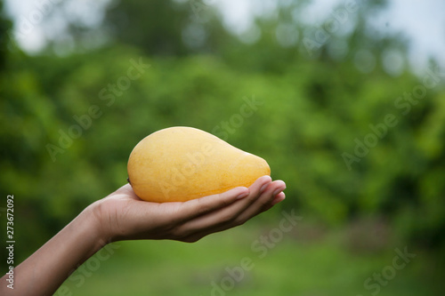 Healthy hand hold mango tropical fruit with green nature background