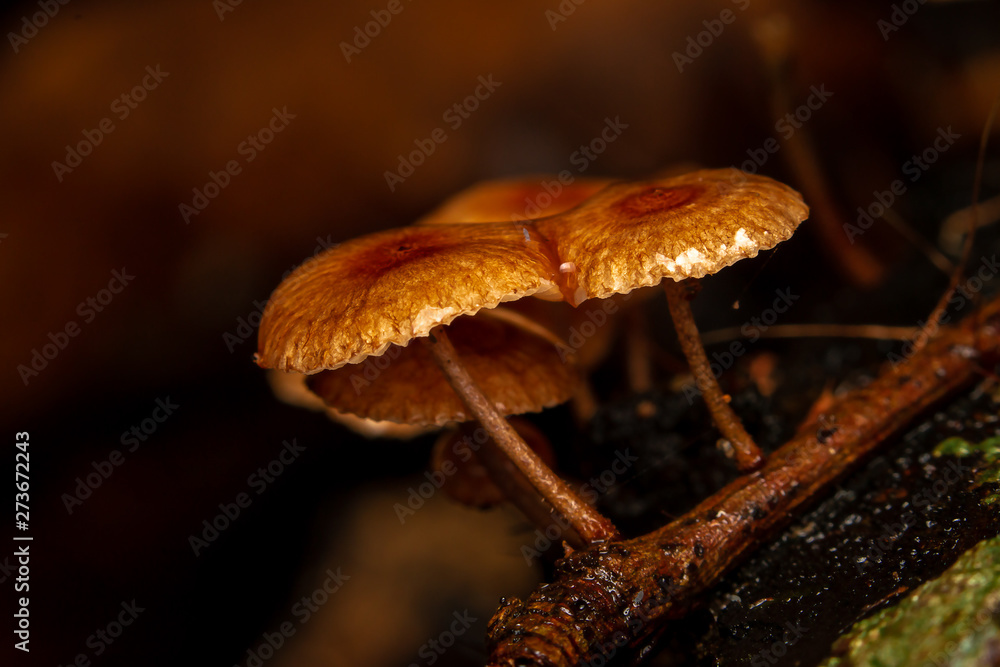 mushroom in the forest mushroom in the forest