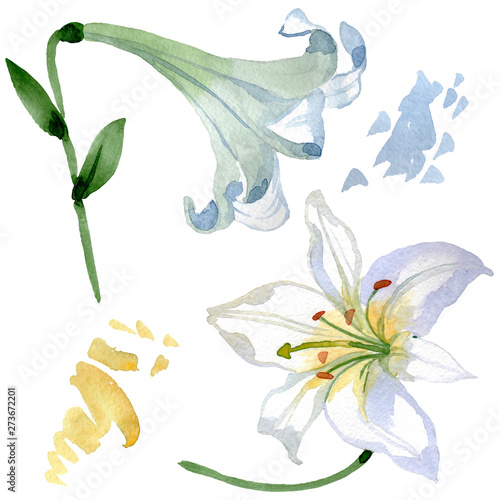 White lily floral botanical flowers. Watercolor background illustration set. Isolated lilies illustration element.