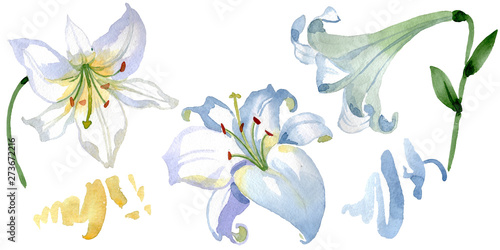 White lily floral botanical flowers. Watercolor background illustration set. Isolated lilies illustration element.