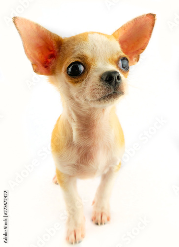 Chihuahua puppy little dog isolated on white background