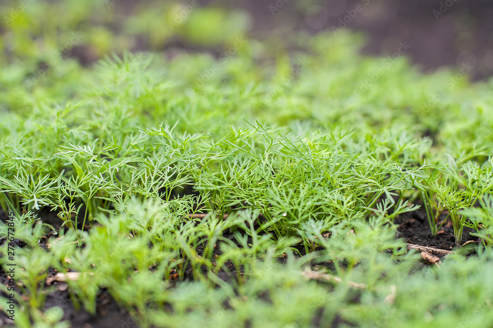 Fresh dill (Anethum graveolens) growing on the vegetable bed. Annual herb, family Apiaceae. Growing fresh herbs. Green plants in the garden, ecological agriculture for producing healthy food concept Fresh dill (Anethum graveolens) growing on the vegetable bed. Annual herb, family Apiaceae. Growing fresh herbs. Green plants in the garden, ecological agriculture for producing healthy food concept