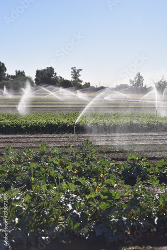Sprinkler irrigation for crops