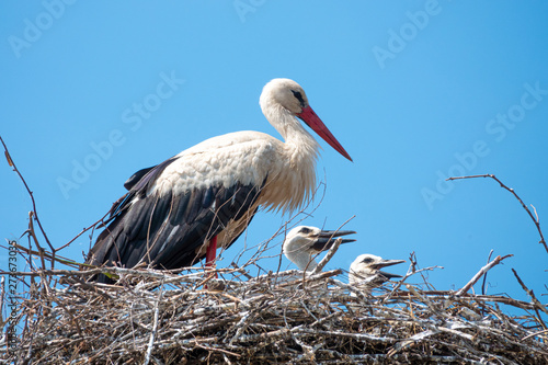 Photos family of white storks in the nest