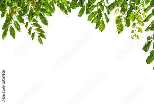 Isolate leaf on the white background. Green leaf for background. Text space.