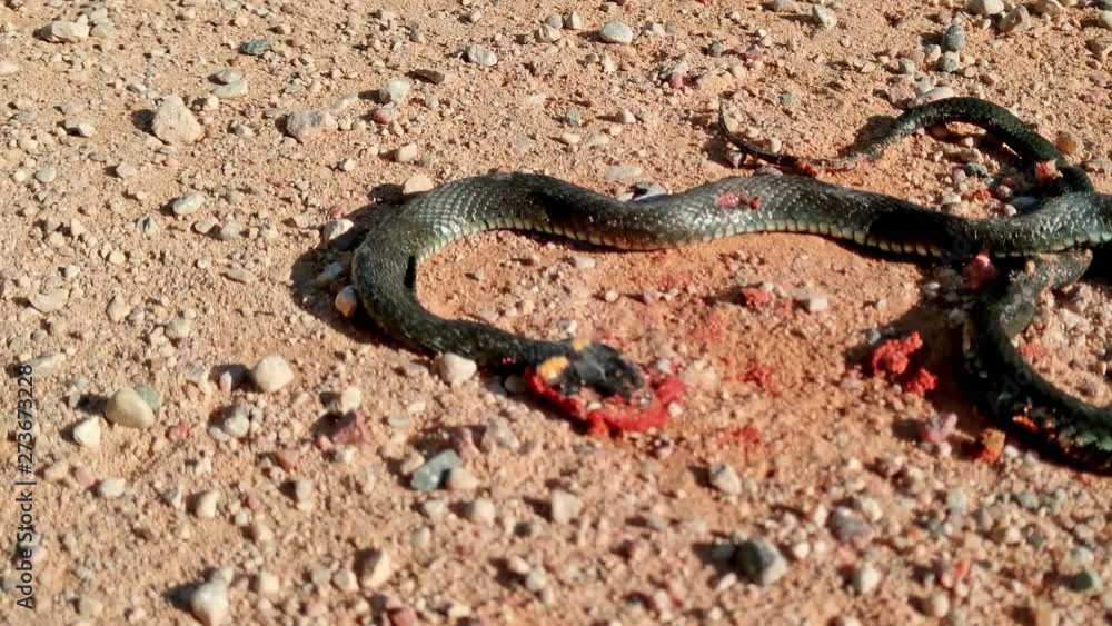 Unfortunate death of a non-venomous grass snake, close up shot Unfortunate death of a non-venomous grass snake, close up shot