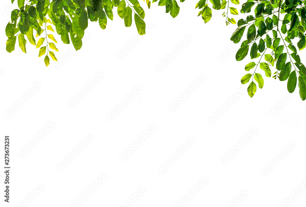 Isolate leaf on the white background. Green leaf for background. Text space. Isolate leaf on the white background. Green leaf for background. Text space.