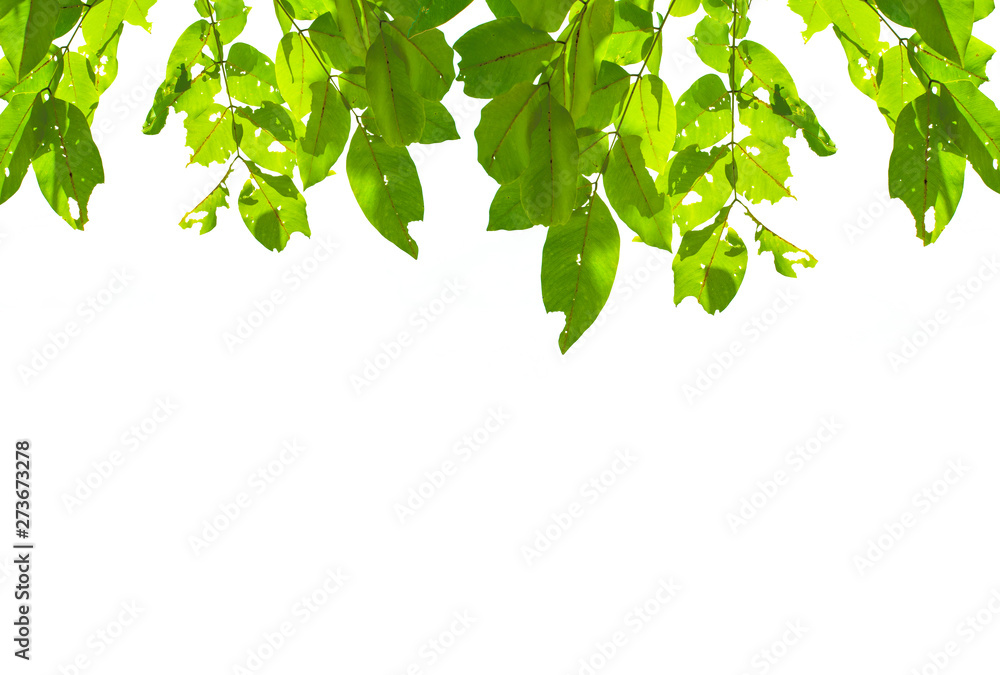 Isolate leaf on the white background. Green leaf for background. Text space. Isolate leaf on the white background. Green leaf for background. Text space.